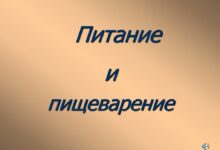 Photo of Сыроедение: особенности питания